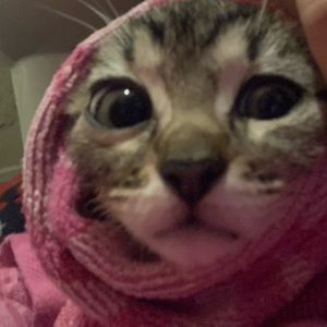 Meet your Posher, Esme